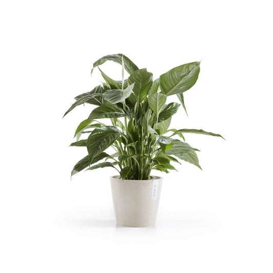 Kukkaruukku Amsterdam 20cm hiekka – kasvin kanssa