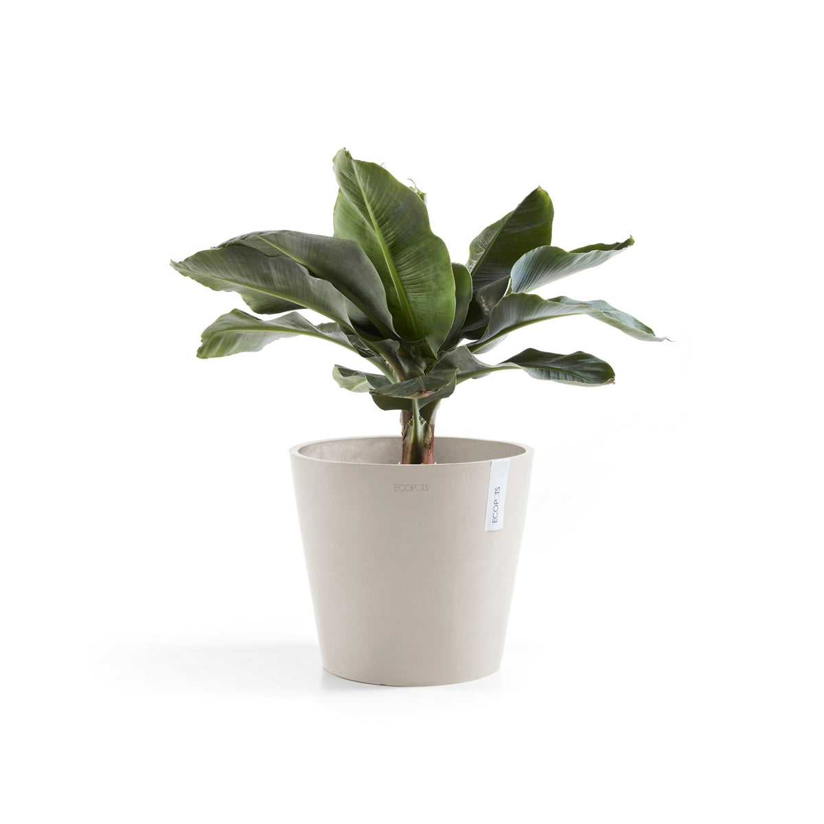 Kukkaruukku Amsterdam 25cm hiekka – kasvin kanssa 2