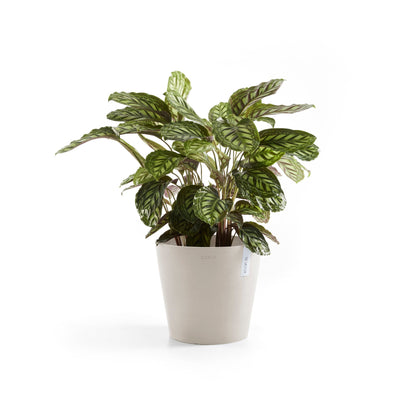 Kukkaruukku Amsterdam 25cm hiekka – kasvin kanssa 3