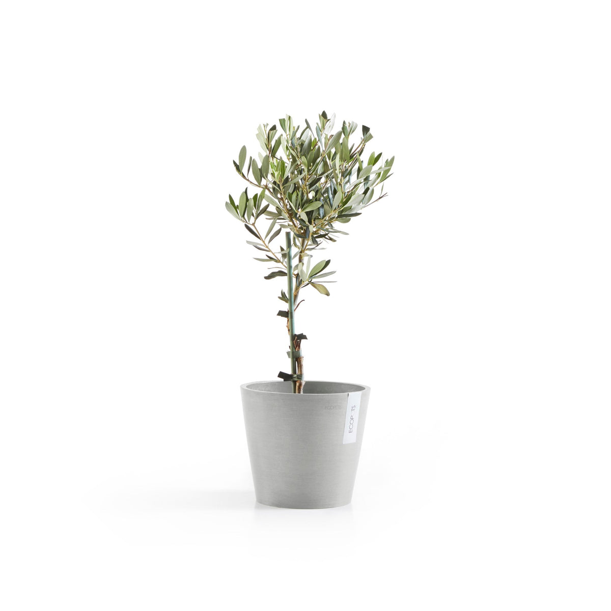 Kukkaruukku Amsterdam 22cm valkoharmaa – kasvin kanssa 3