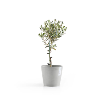Kukkaruukku Amsterdam 22cm valkoharmaa – kasvin kanssa 3