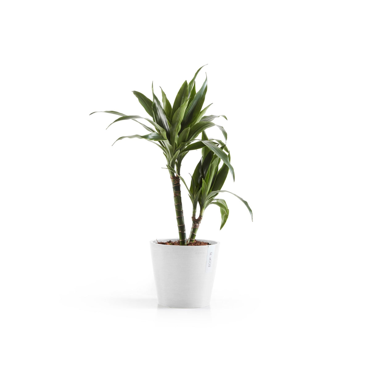 Kukkaruukku Amsterdam 18cm valkoinen – kasvin kanssa 2