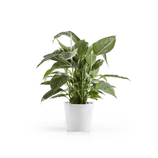 Kukkaruukku Amsterdam 22cm valkoinen – kasvin kanssa