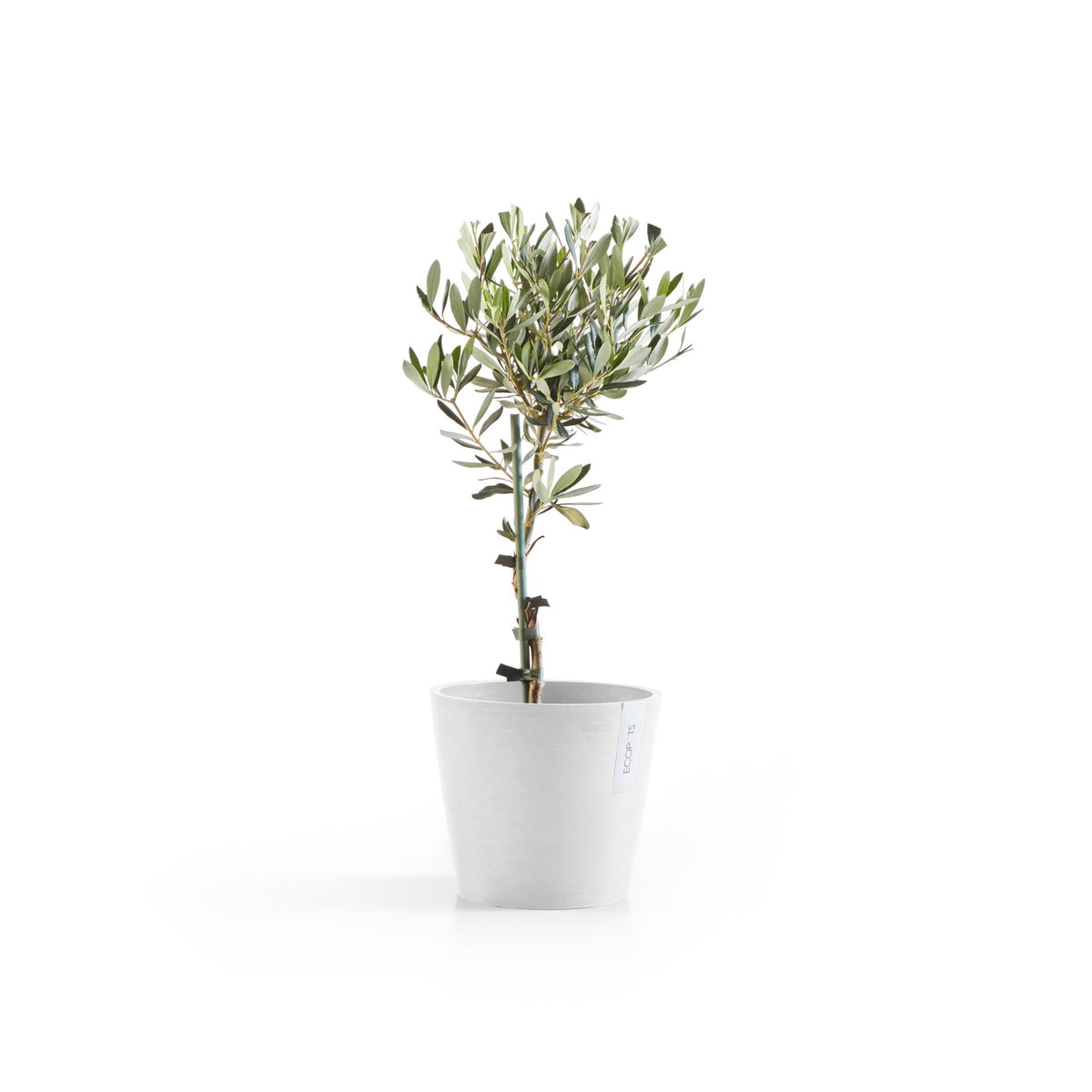 Kukkaruukku Amsterdam 22cm valkoinen – kasvin kanssa 3