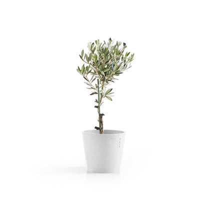 Kukkaruukku Amsterdam 22cm valkoinen – kasvin kanssa 3