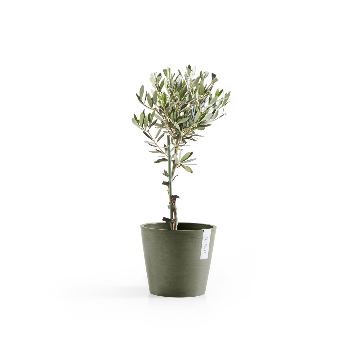 Kukkaruukku Amsterdam 18cm kaki – kasvin kanssa 3