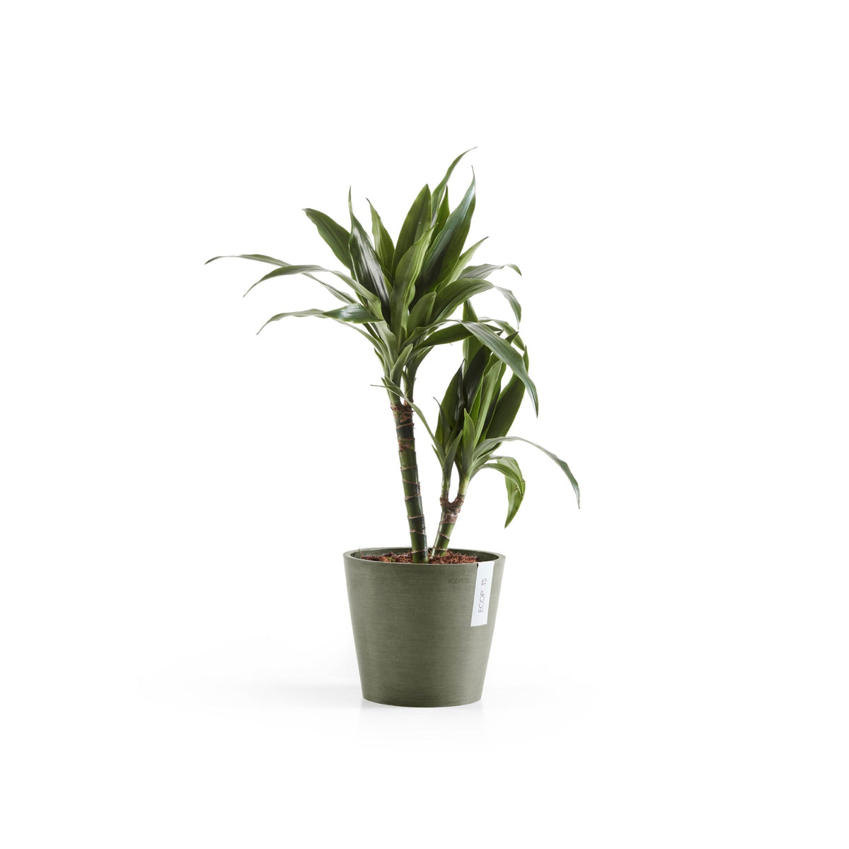 Kukkaruukku Amsterdam 22cm kaki – kasvin kanssa 2