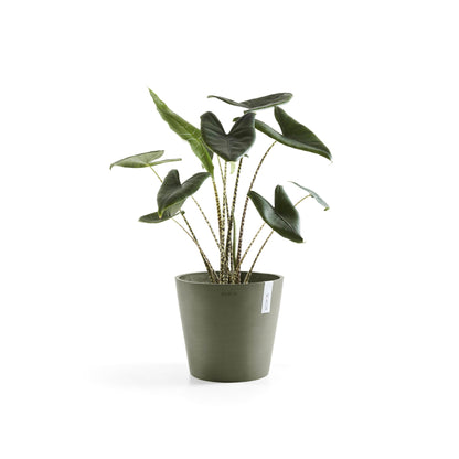 Kukkaruukku Amsterdam 40cm kaki – kasvin kanssa