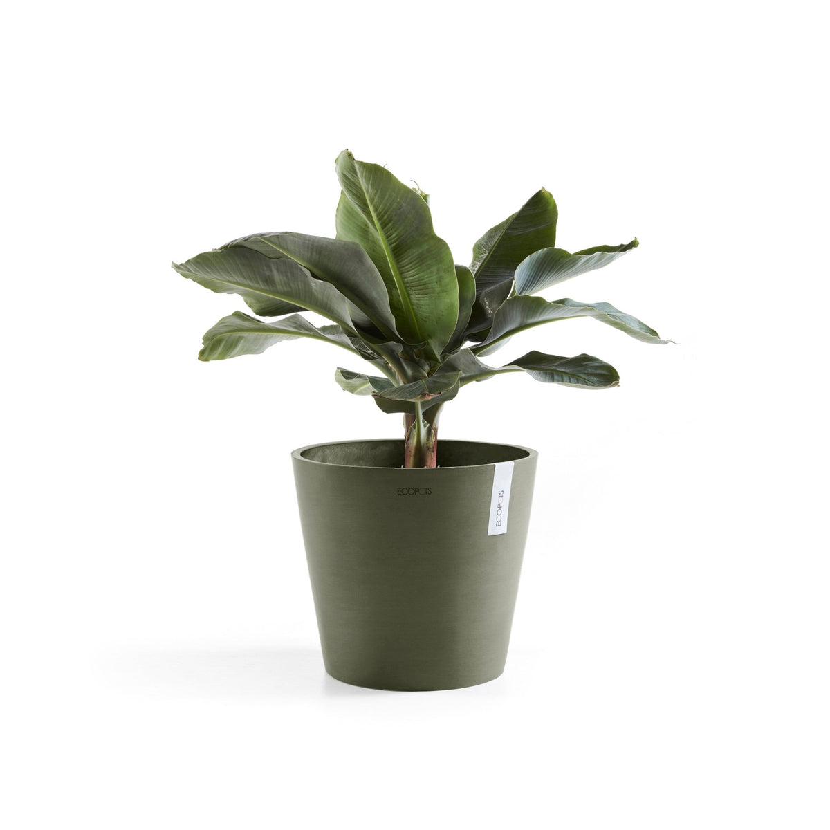 Kukkaruukku Amsterdam 40cm kaki – kasvin kanssa 2