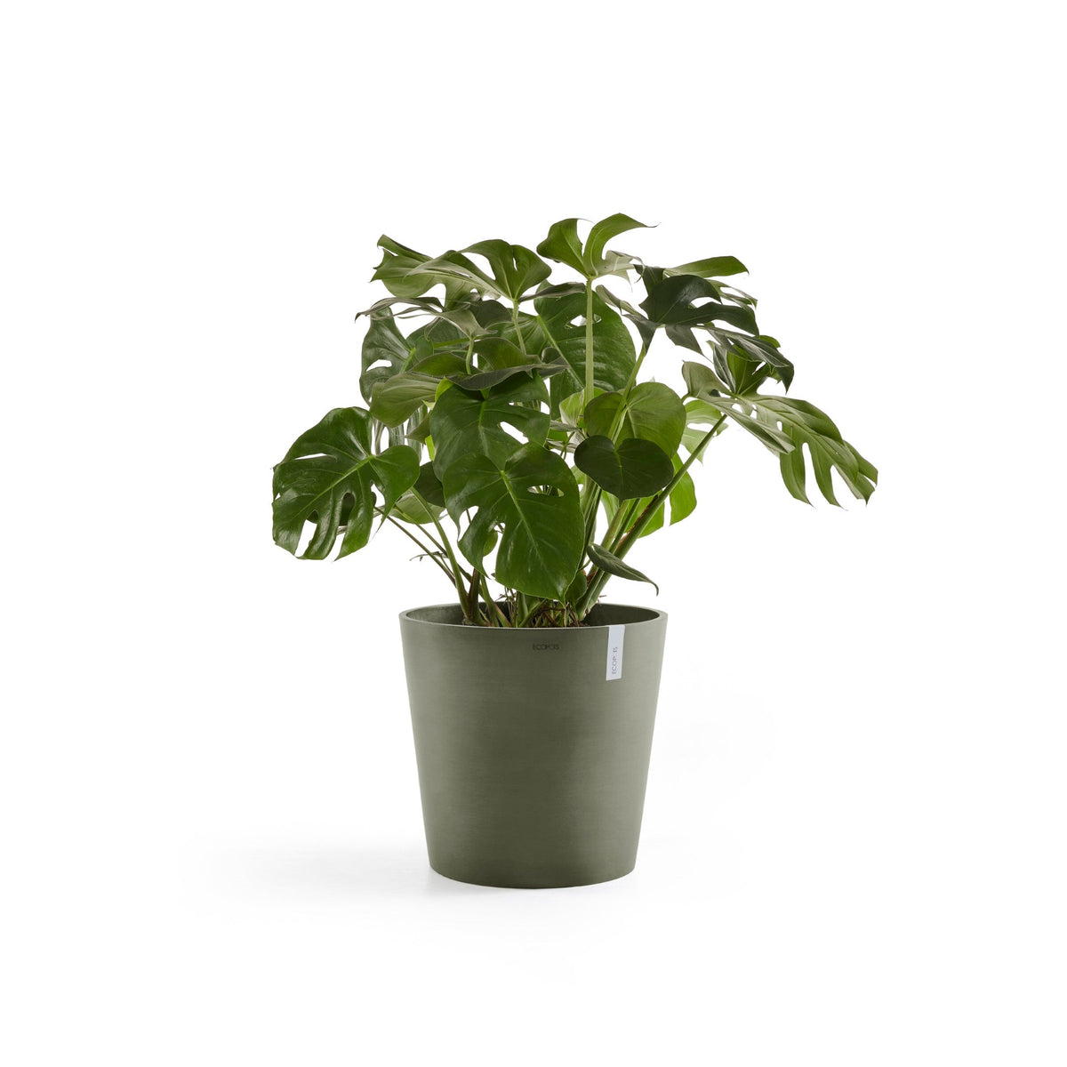 Kukkaruukku Amsterdam 60cm kaki – kasvin kanssa