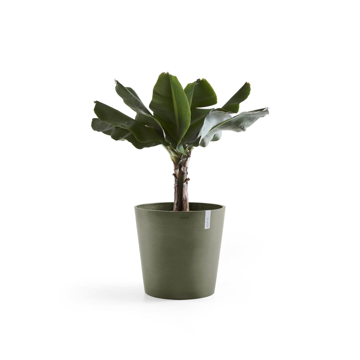 Kukkaruukku Amsterdam 60cm kaki – kasvin kanssa 3