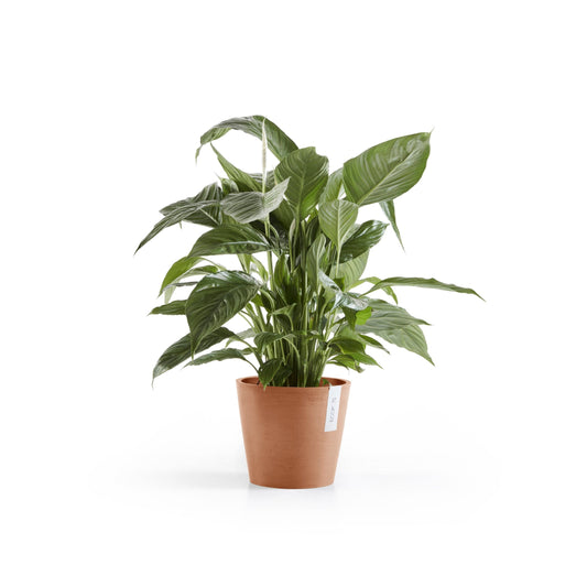 Kukkaruukku Amsterdam 18cm terracotta – kasvin kanssa