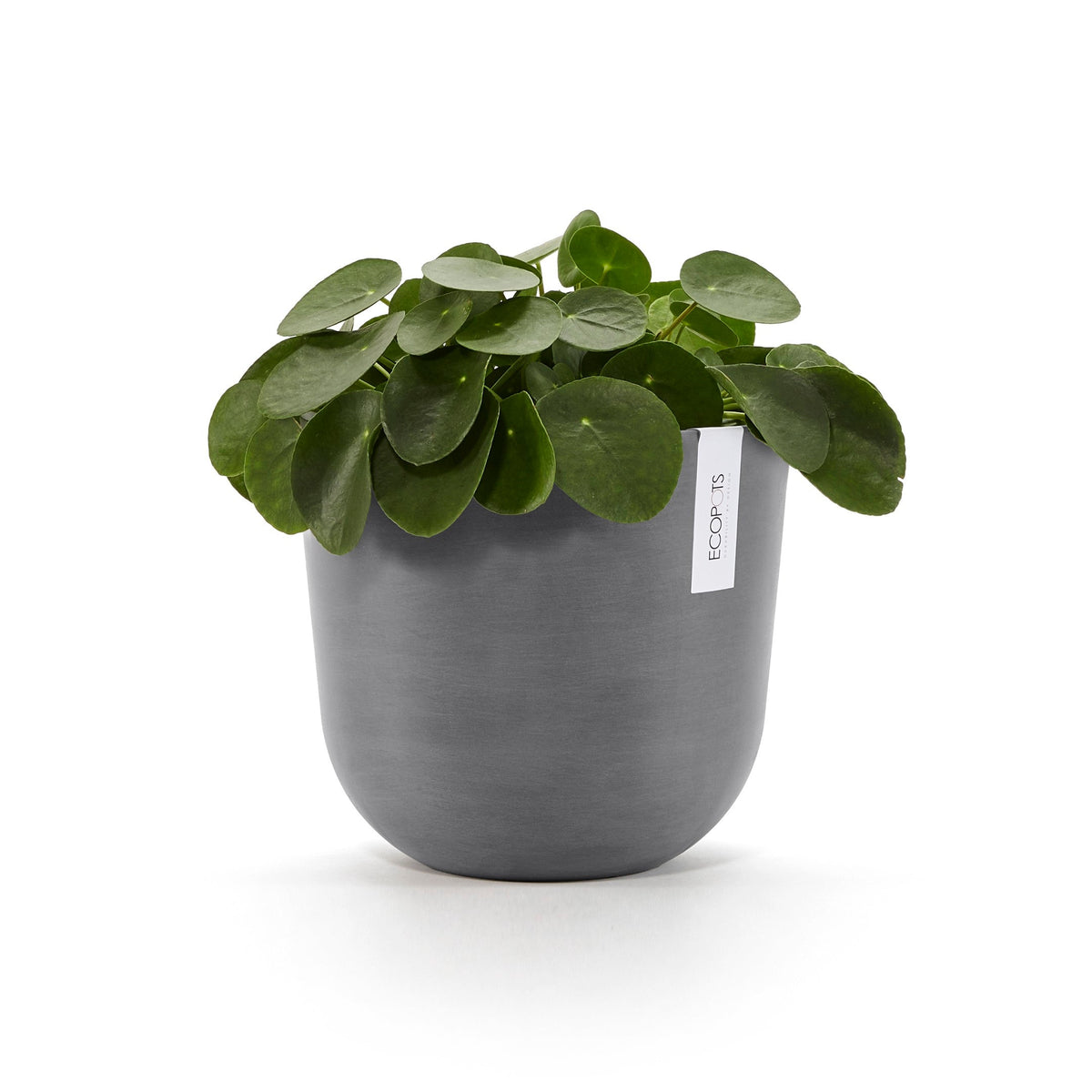 Kukkaruukku Oslo 20cm harmaa – kasvin kanssa