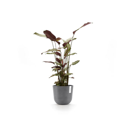 Kukkaruukku Oslo 20cm harmaa – kasvin kanssa 2