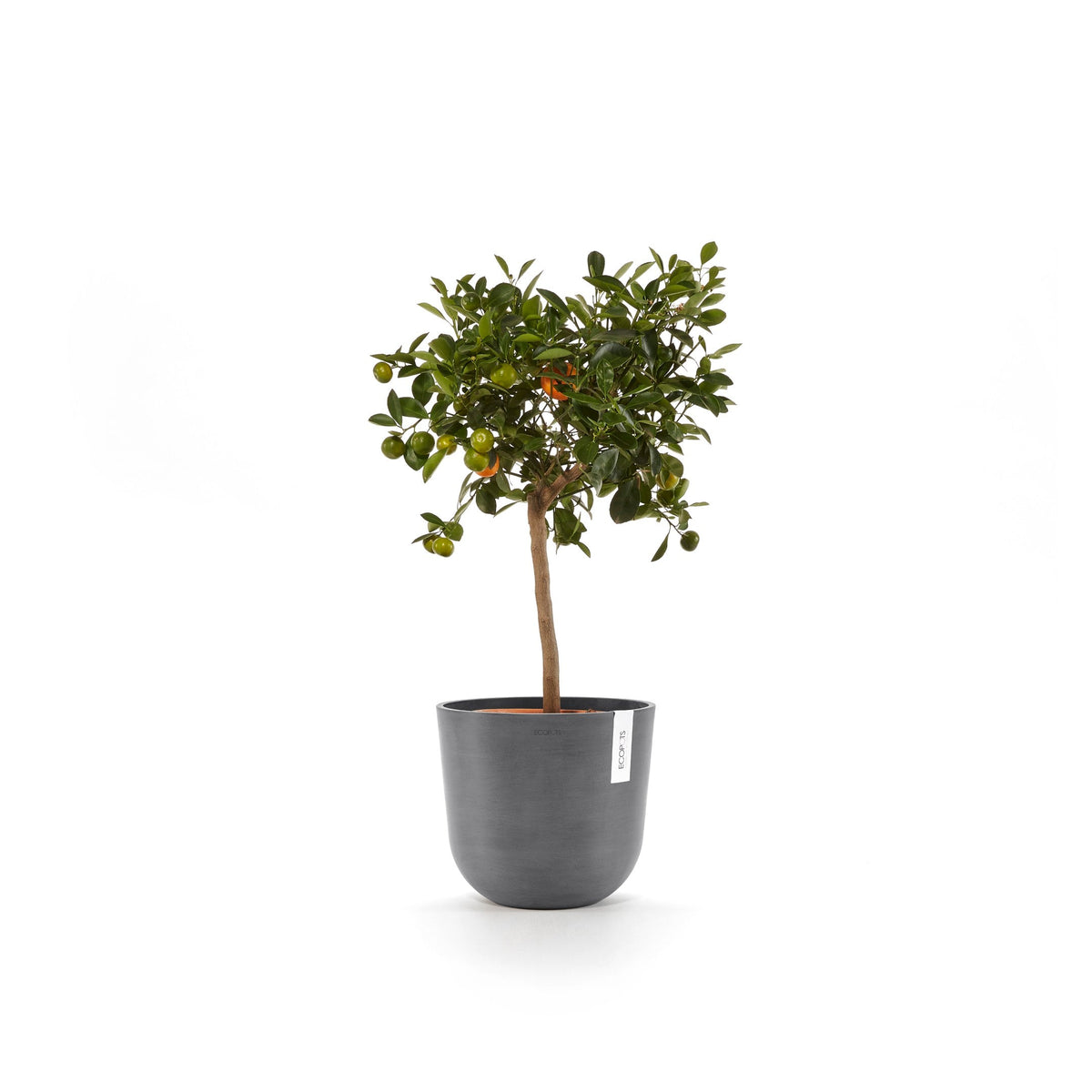 Kukkaruukku Oslo 20cm harmaa – kasvin kanssa 4