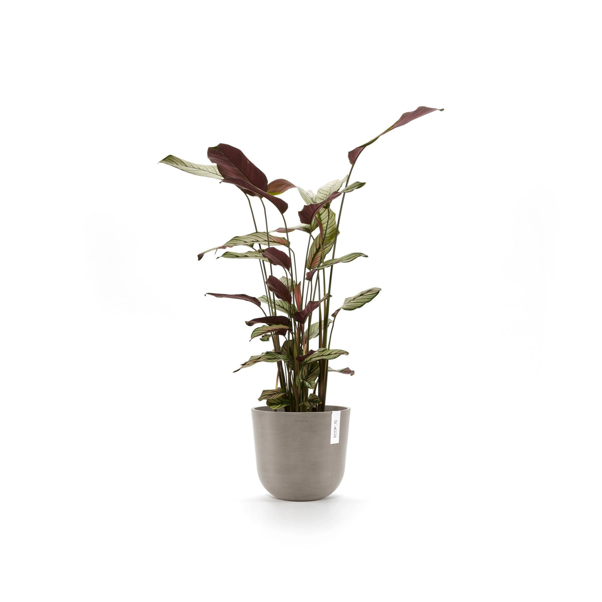 Kukkaruukku Oslo 20cm taupe – kasvin kanssa 2