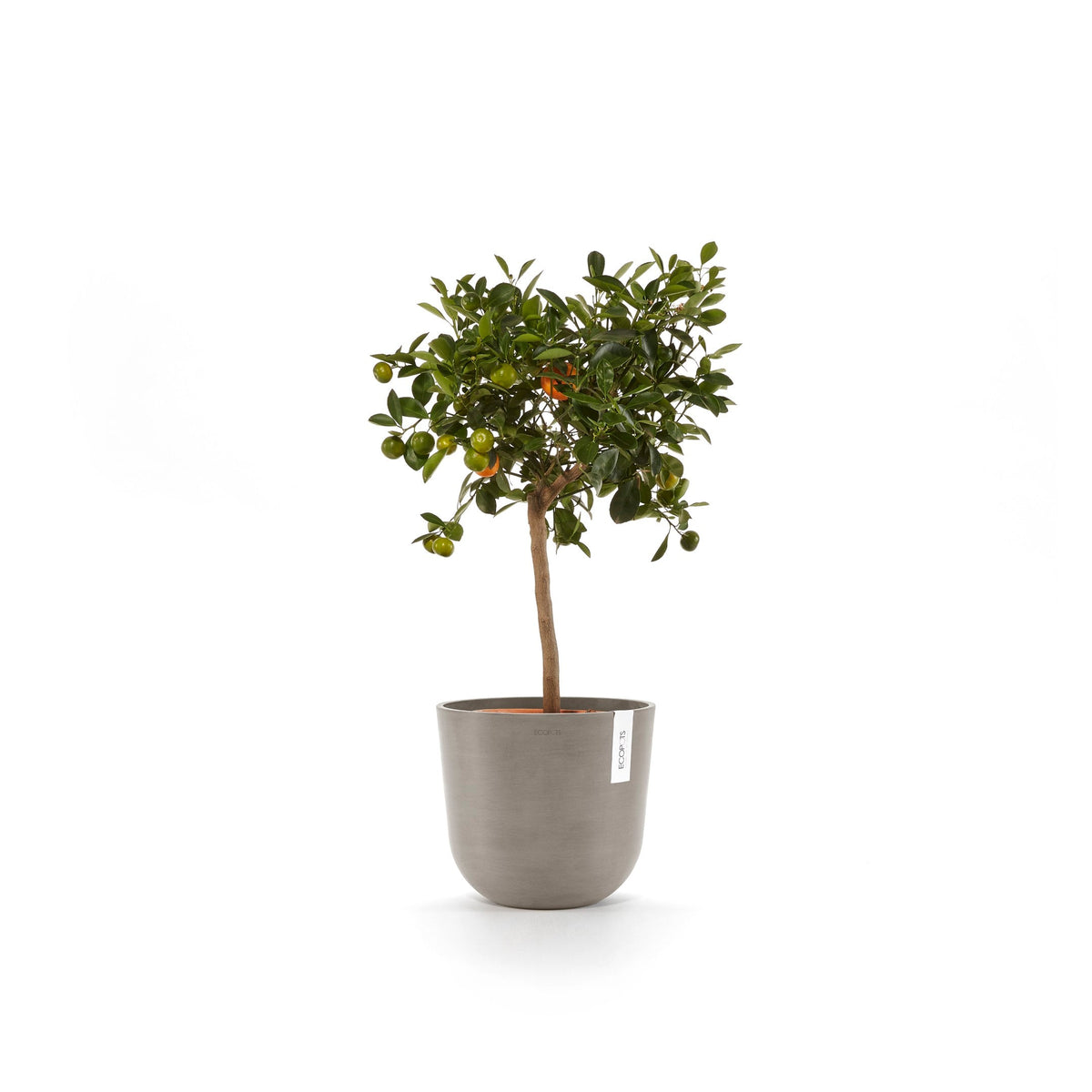 Kukkaruukku Oslo 20cm taupe – kasvin kanssa 4
