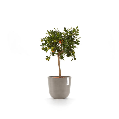 Kukkaruukku Oslo 20cm taupe – kasvin kanssa 4