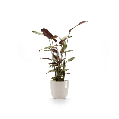 Kukkaruukku Oslo 20cm hiekka – kasvin kanssa 2