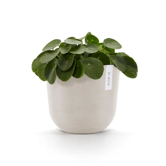 Kukkaruukku Oslo 25cm hiekka – kasvin kanssa