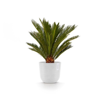 Kukkaruukku Oslo 20cm valkoinen – kasvin kanssa 3