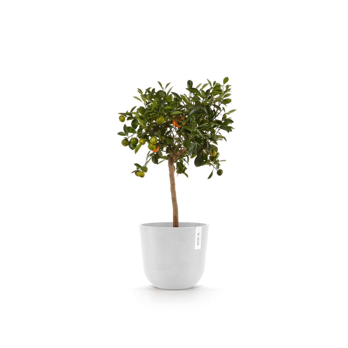 Kukkaruukku Oslo 20cm valkoinen – kasvin kanssa 4