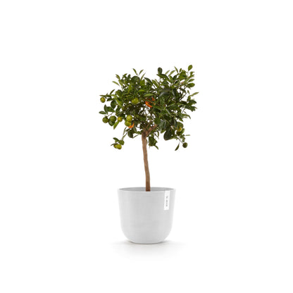 Kukkaruukku Oslo 20cm valkoinen – kasvin kanssa 4