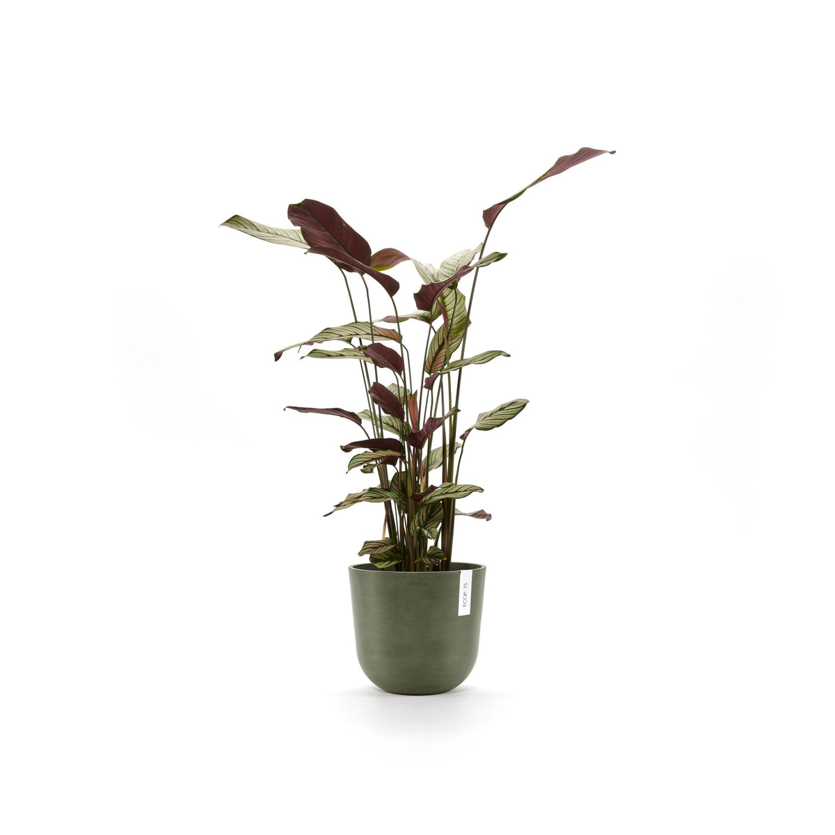 Kukkaruukku Oslo 20cm kaki – kasvin kanssa 2