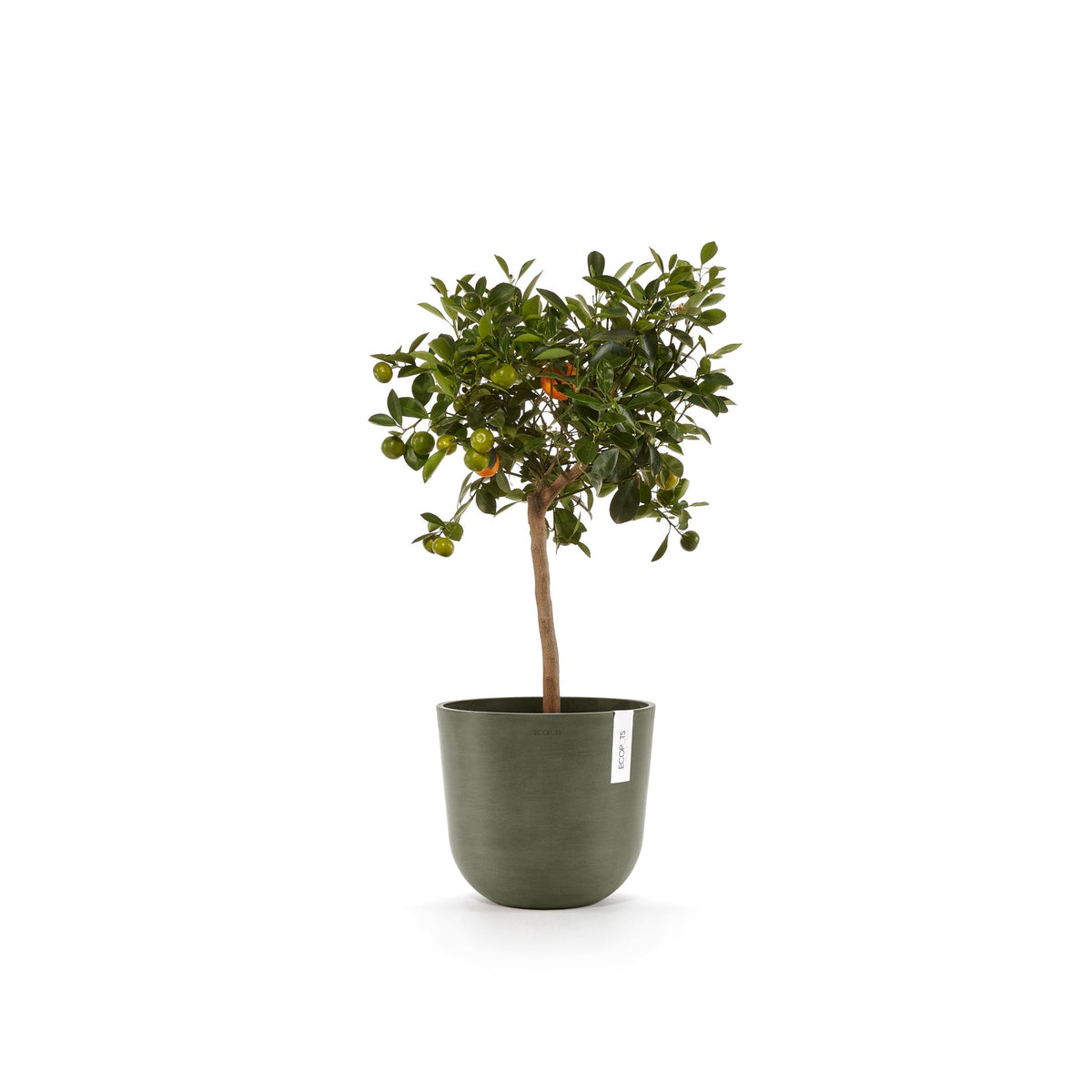 Kukkaruukku Oslo 20cm kaki – kasvin kanssa 4