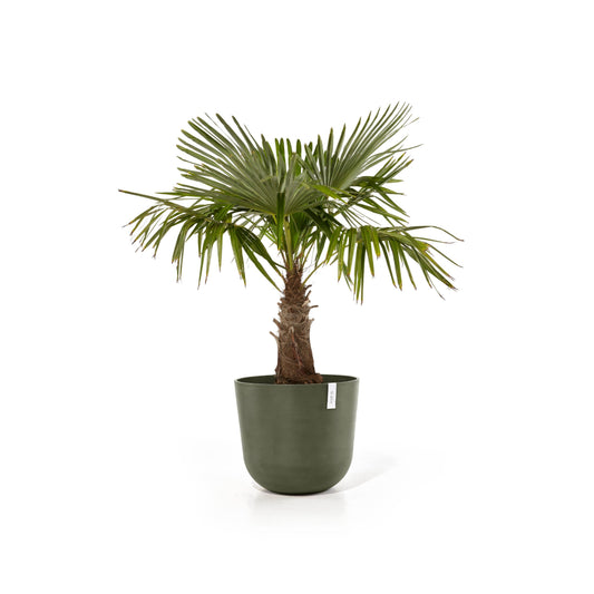 Kukkaruukku Oslo 55cm kaki – kasvin kanssa