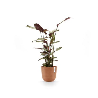 Kukkaruukku Oslo 20cm terracotta – kasvin kanssa 2