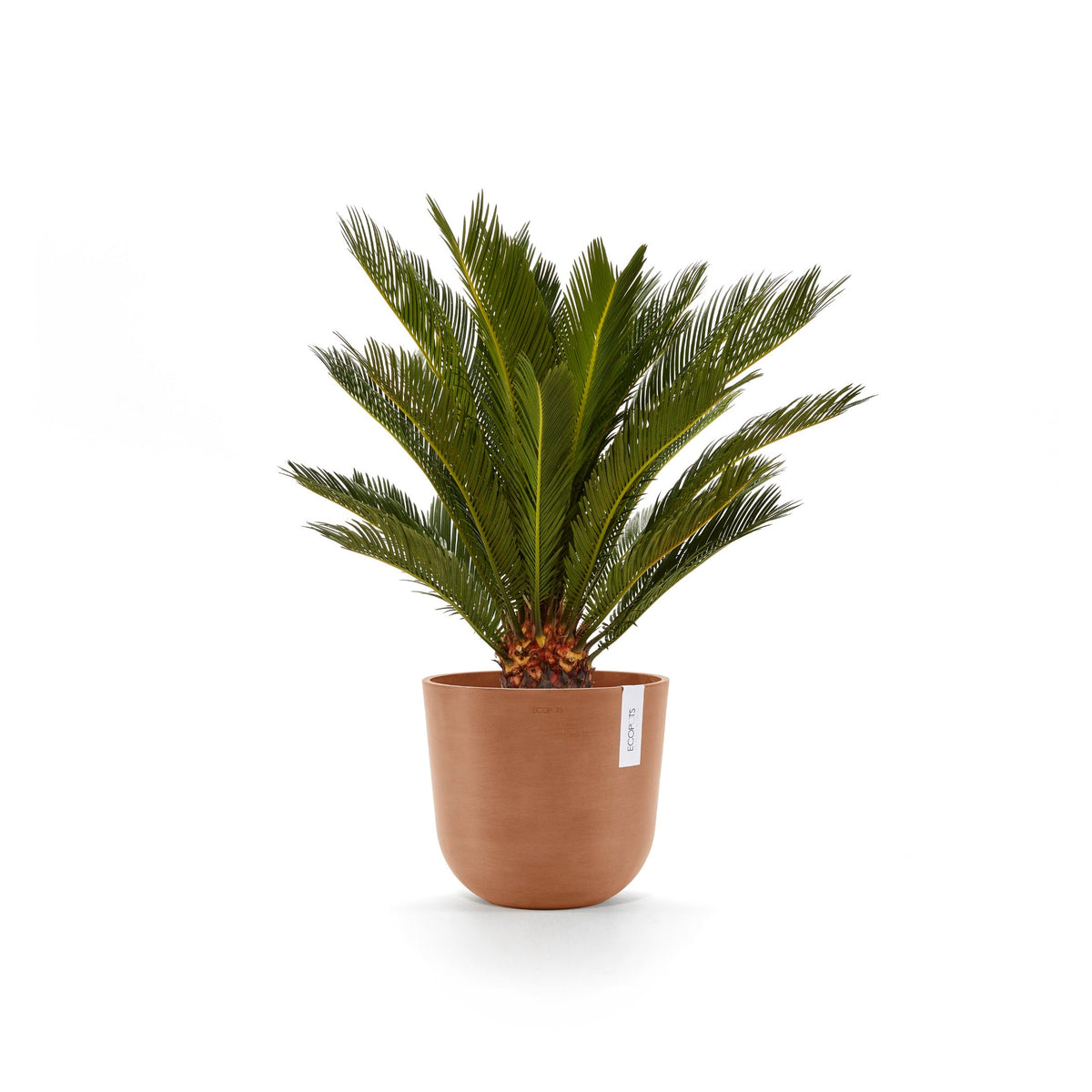Kukkaruukku Oslo 20cm terracotta – kasvin kanssa 3