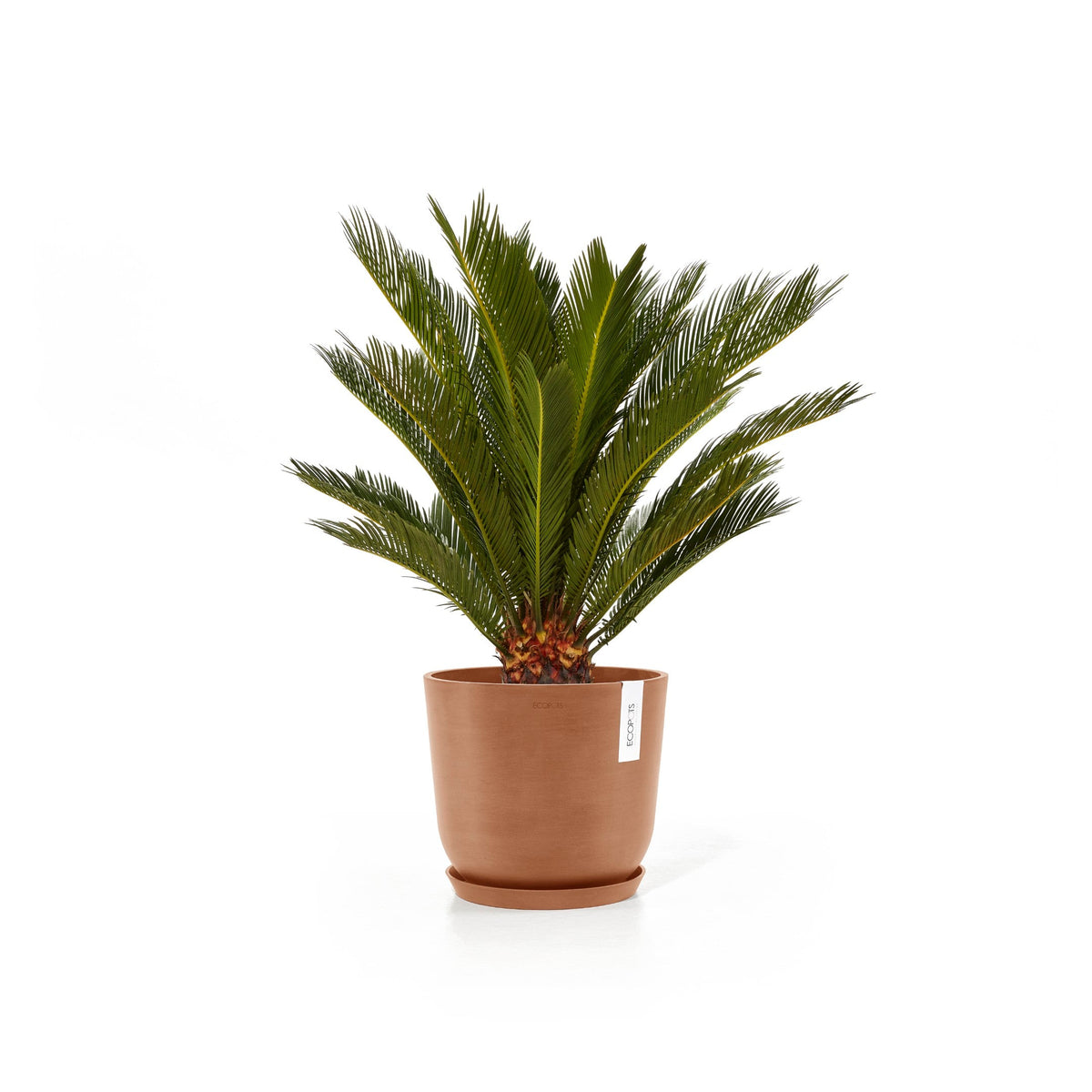 Kukkaruukku Oslo 20cm terracotta – aluslautasen ja kasvin kanssa 3