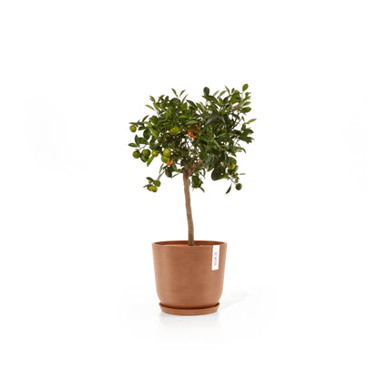 Kukkaruukku Oslo 20cm terracotta – aluslautasen ja kasvin kanssa 4
