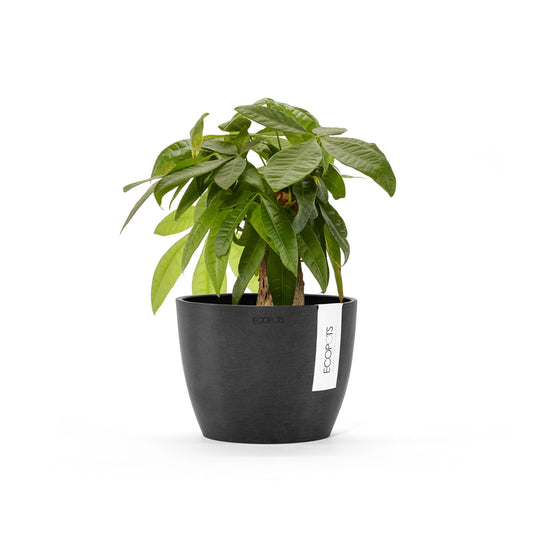 Kukkaruukku Tukholma 14cm tummanharmaa – kasvin kanssa