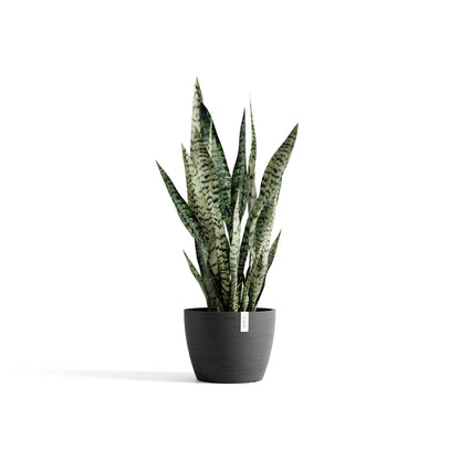 Kukkaruukku Tukholma 20cm tummanharmaa – kasvin kanssa