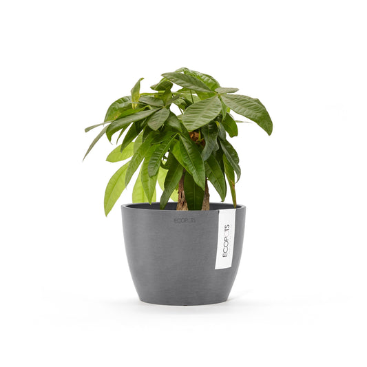 Kukkaruukku Tukholma 14cm harmaa – kasvin kanssa
