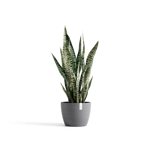 Kukkaruukku Tukholma 20cm harmaa – kasvin kanssa