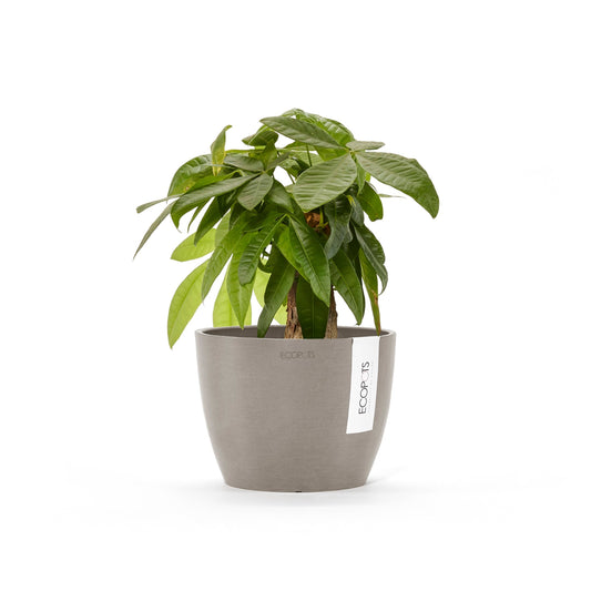Kukkaruukku Tukholma 14cm taupe – kasvin kanssa