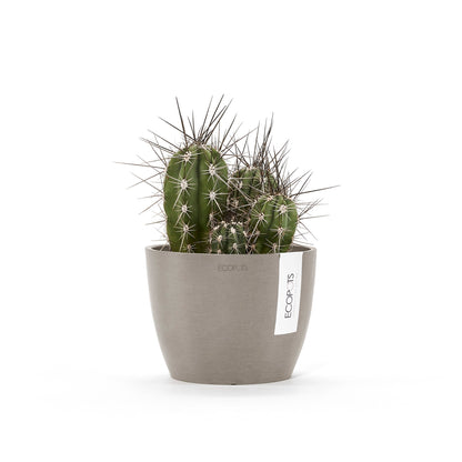 Kukkaruukku Tukholma 14cm taupe – kasvin kanssa 2