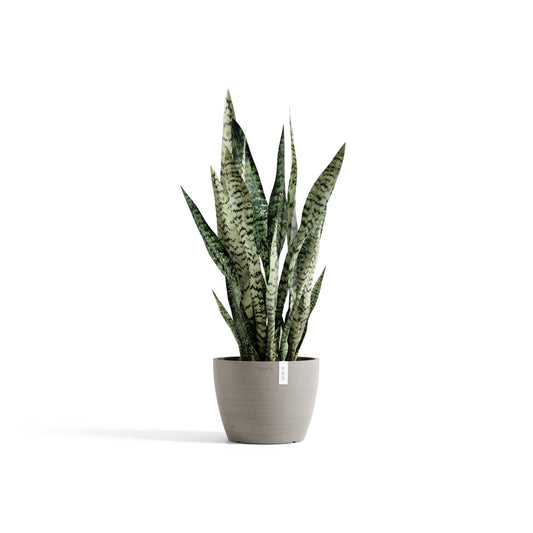 Kukkaruukku Tukholma 20cm taupe – kasvin kanssa