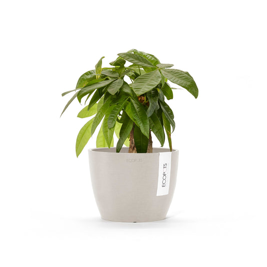 Kukkaruukku Tukholma 16cm hiekka – kasvin kanssa
