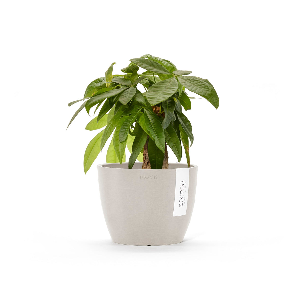 Kukkaruukku Tukholma 18cm hiekka – kasvin kanssa
