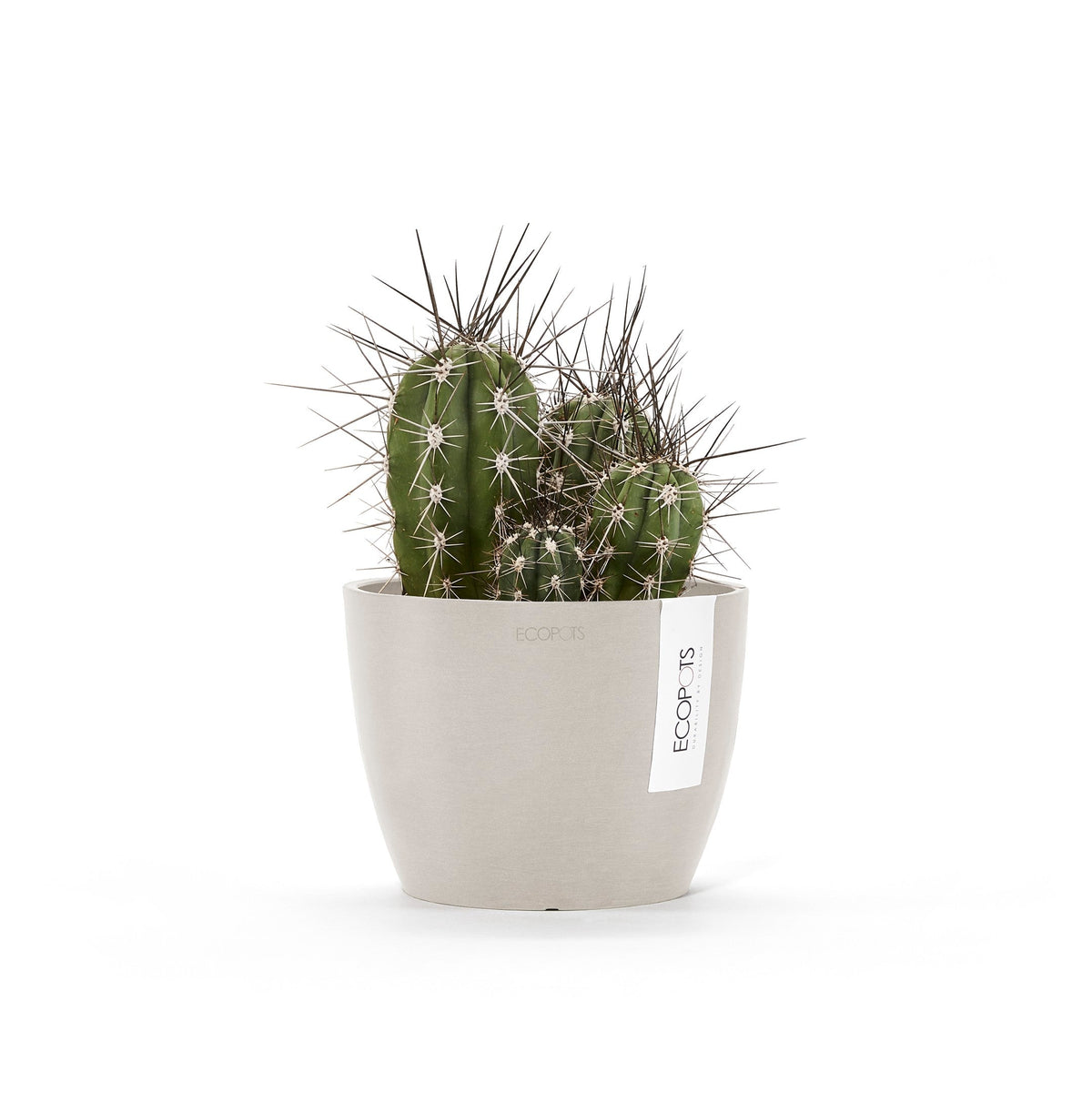 Kukkaruukku Tukholma 18cm hiekka – kasvin kanssa 2
