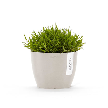 Kukkaruukku Tukholma 18cm hiekka – kasvin kanssa 3