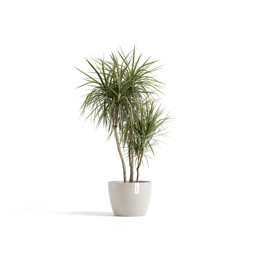 Kukkaruukku Tukholma 40cm hiekka – kasvin kanssa