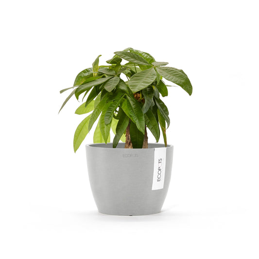 Kukkaruukku Tukholma 14cm valkoharmaa – kasvin kanssa
