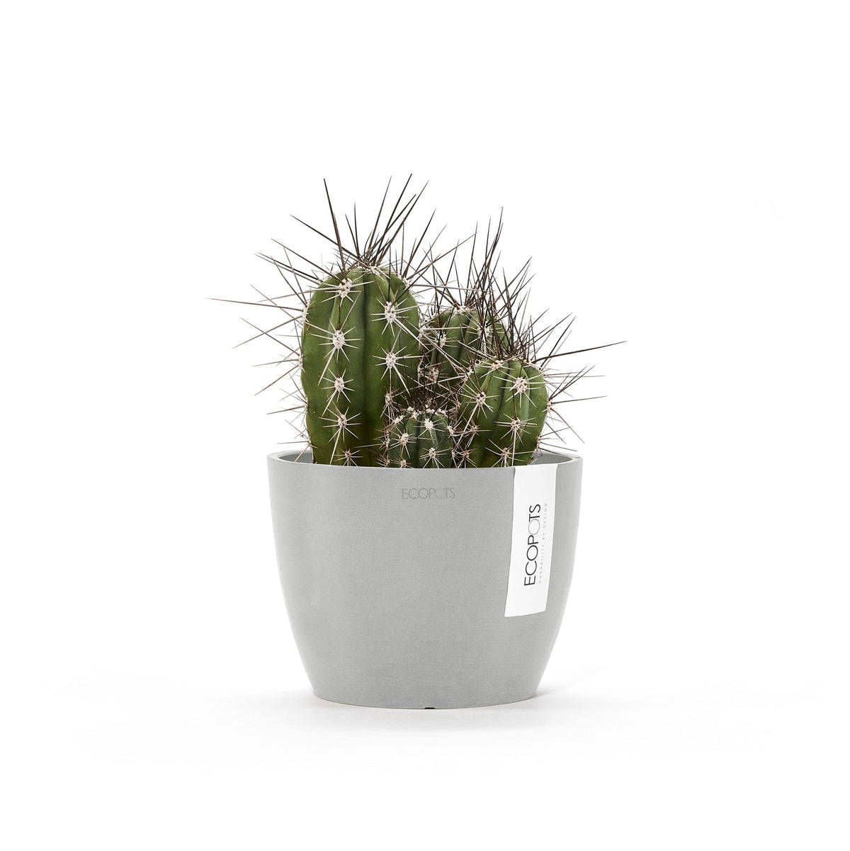 Kukkaruukku Tukholma 14cm valkoharmaa – kasvin kanssa 2