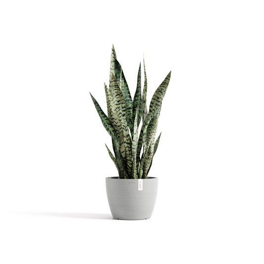 Kukkaruukku Tukholma 22cm valkoharmaa – kasvin kanssa
