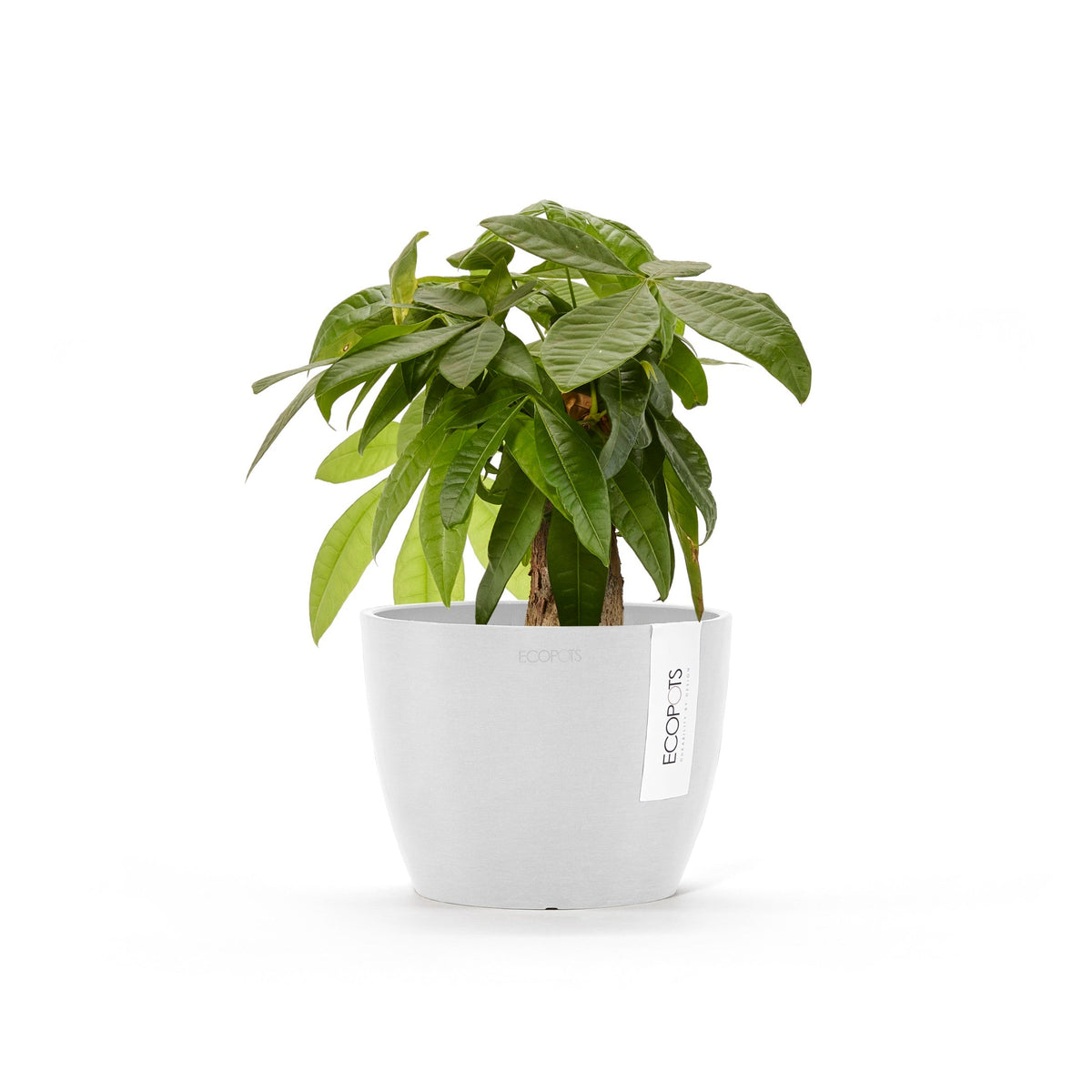 Kukkaruukku Tukholma 14cm valkoinen – kasvin kanssa